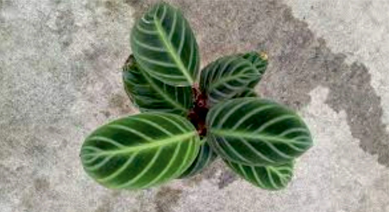Calathea Ecuadoriana