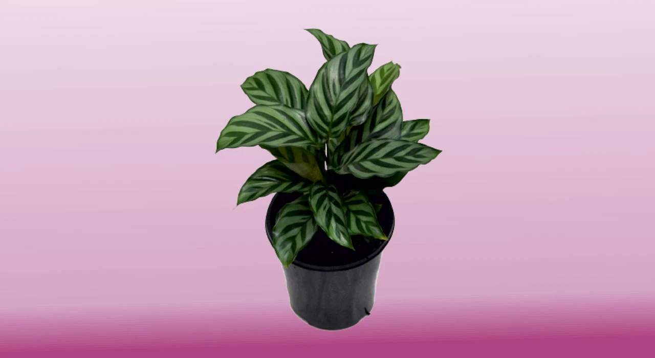 Calathea Louisae