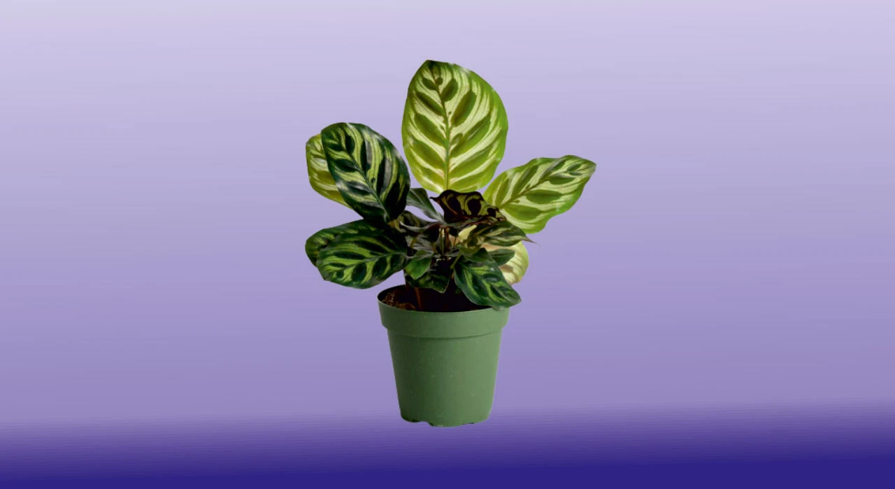 Calathea Makoyana