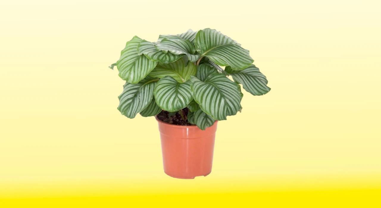Calathea Orbifolia