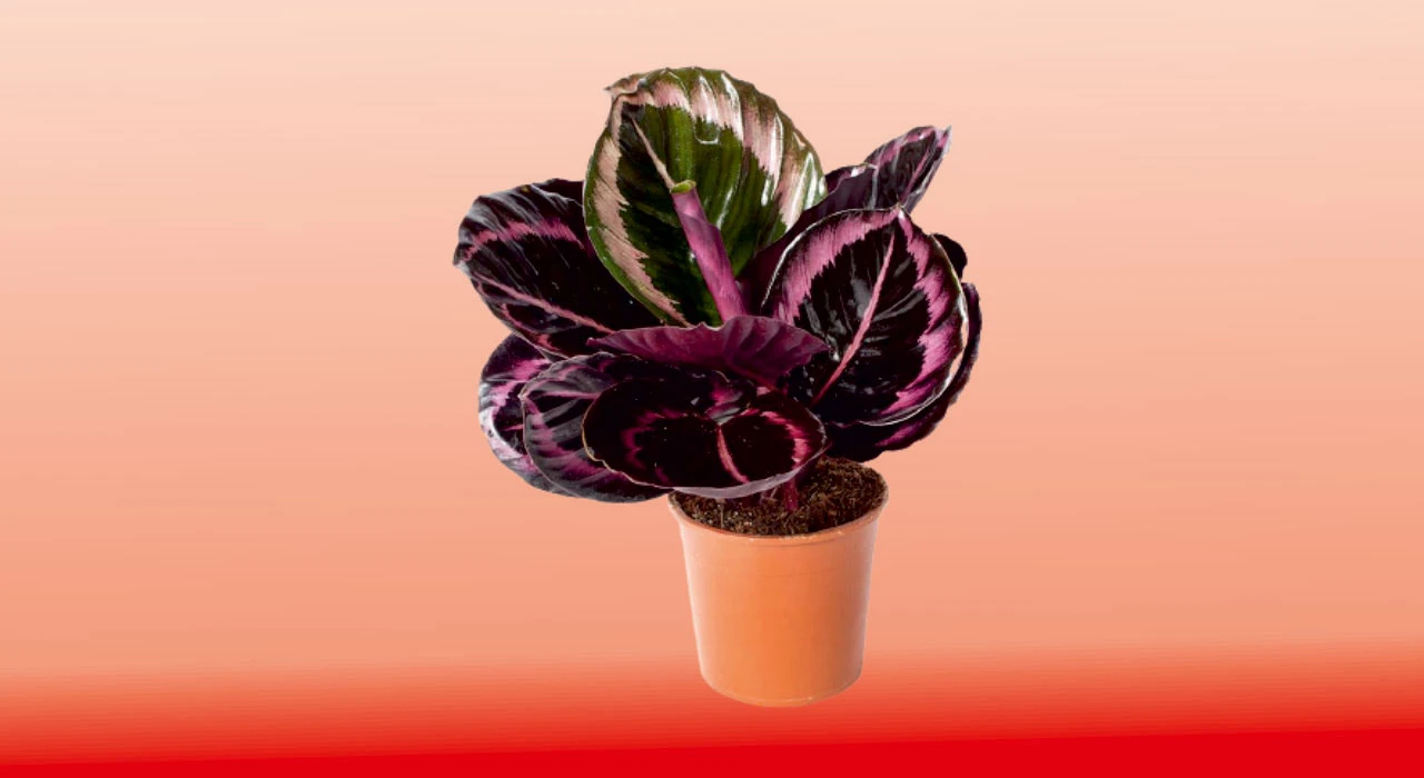 Calathea Roseopicta