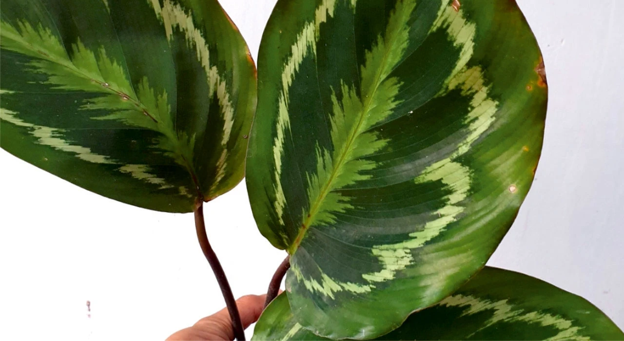 Calathea Veitchiana