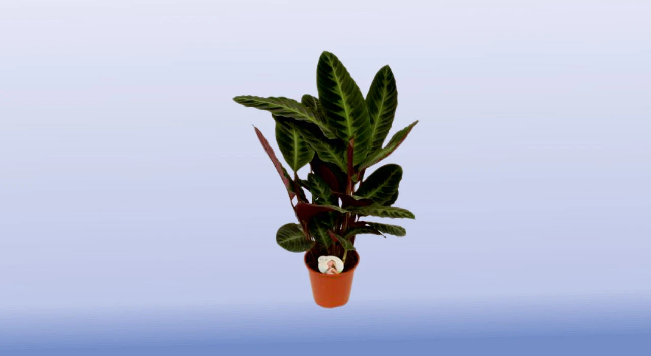 Calathea Warscewiczii