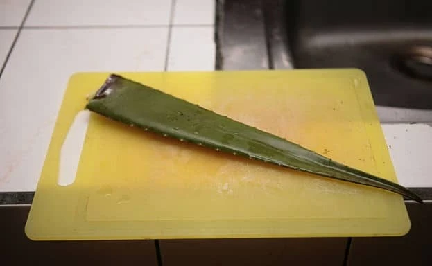 aloe vera suyu nasil yapilir resimli anlatim 1