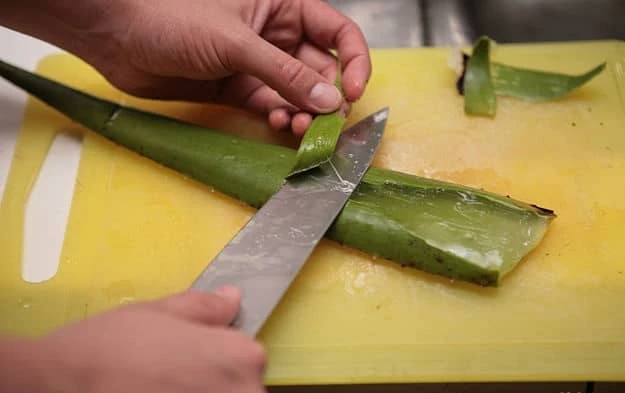 aloe vera suyu nasil yapilir resimli anlatim 2