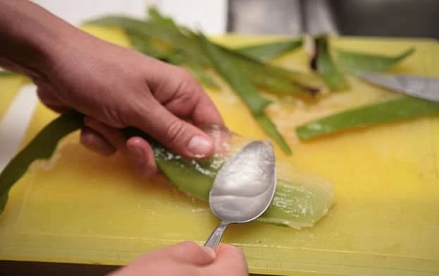 aloe vera suyu nasil yapilir resimli anlatim 4