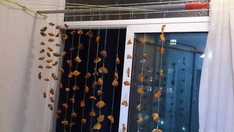 cennet elmasi kurusu nasil yapilir resimli anlatim 3