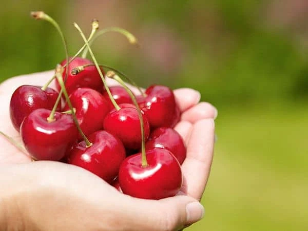 hamilelikte kiraz yemek faydalari ve zararlari nelerdir 1