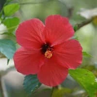 hibiskus ebegümecinin saca faydalari ve hibiskusla sac uzatma maskesi 1