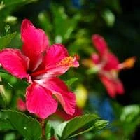 hibiskus ebegümecinin saca faydalari ve hibiskusla sac uzatma maskesi 2