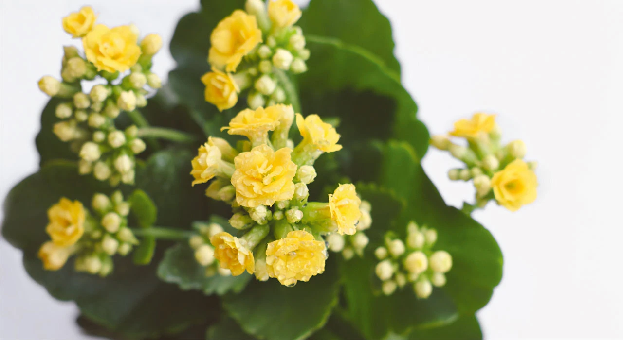 kalanso kalanchoe cicegi bakimi cogaltilmasi budanmasi hakkinda tum cevaplar 1