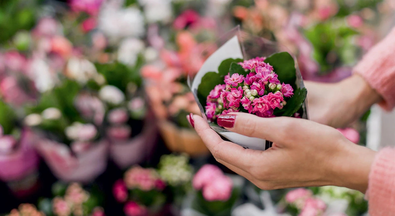 kalanso kalanchoe cicegi bakimi cogaltilmasi budanmasi hakkinda tum cevaplar 2