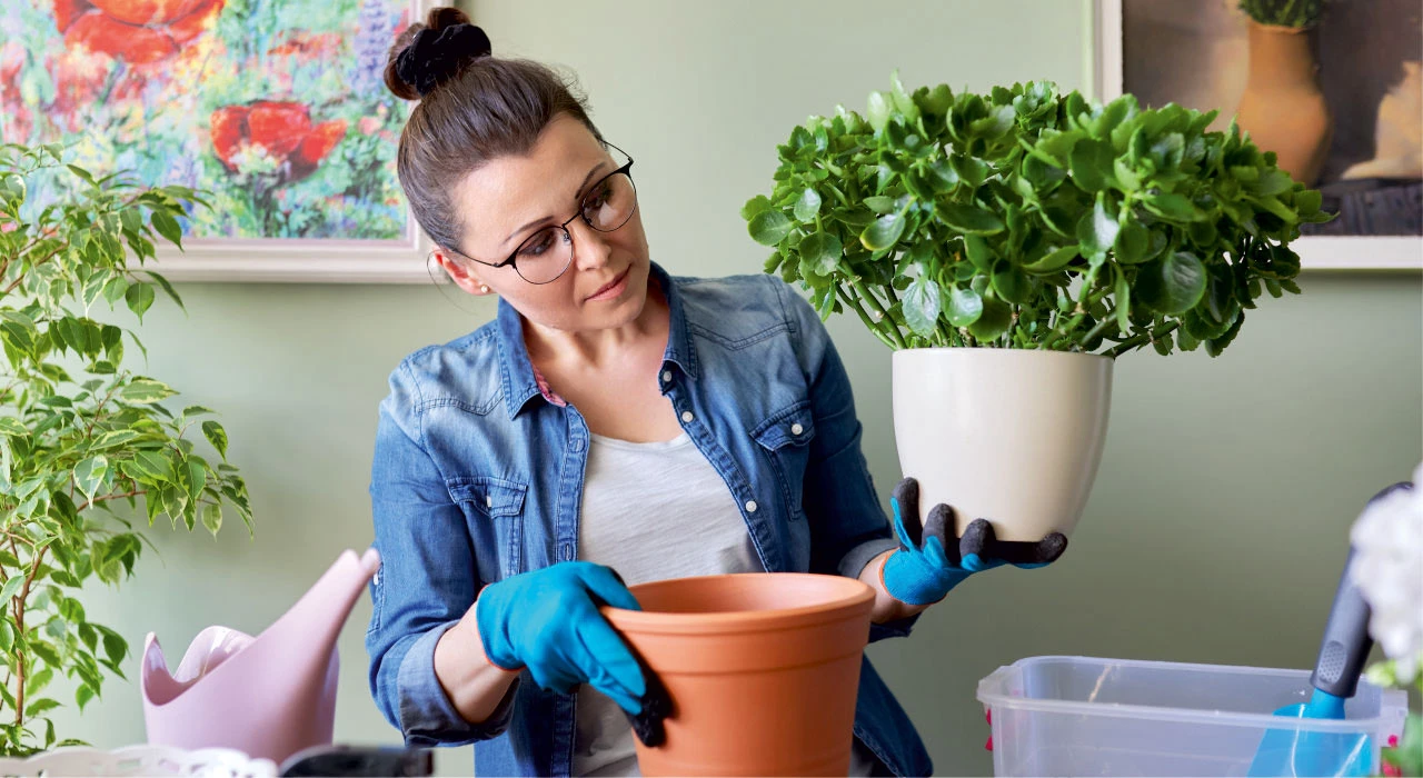 kalanso kalanchoe cicegi bakimi cogaltilmasi budanmasi hakkinda tum cevaplar 3
