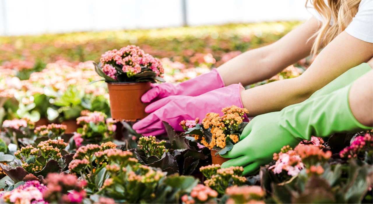 kalanso kalanchoe cicegi bakimi cogaltilmasi budanmasi hakkinda tum cevaplar 4