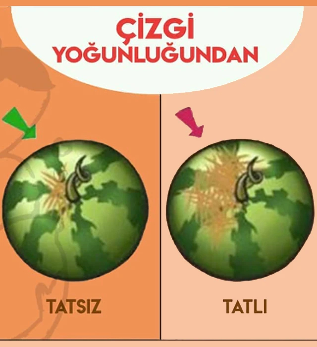 karpuz(5)