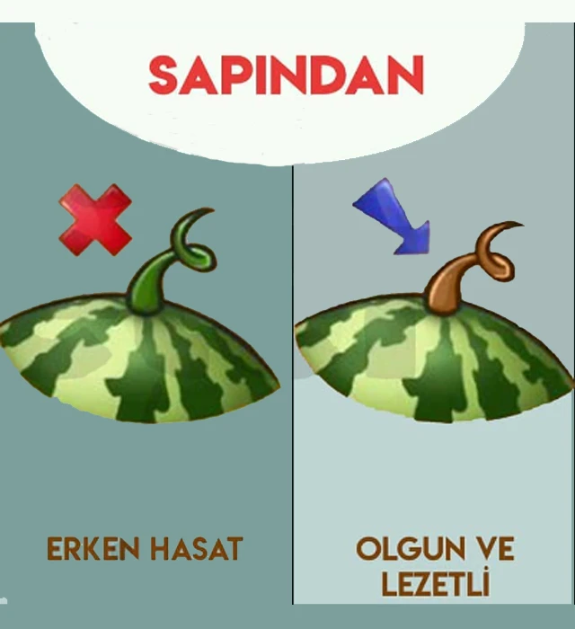 karpuz(7)