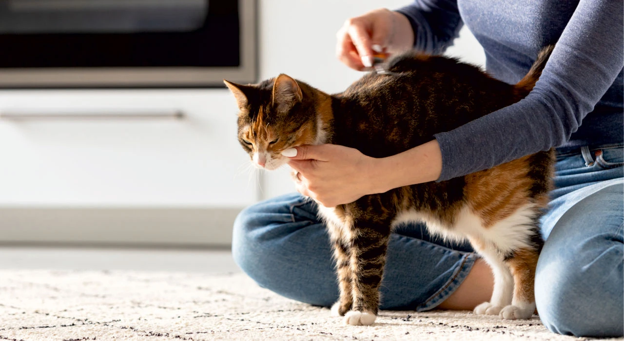kedi tuyunun zararlari nelerdir kedi tuyu yutarsak ne olur 1