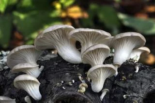 mantar cesitleri turleri yenilebilir mantarlar turkiyedeki mantarlar 2