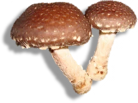 mantar cesitleri turleri yenilebilir mantarlar turkiyedeki mantarlar