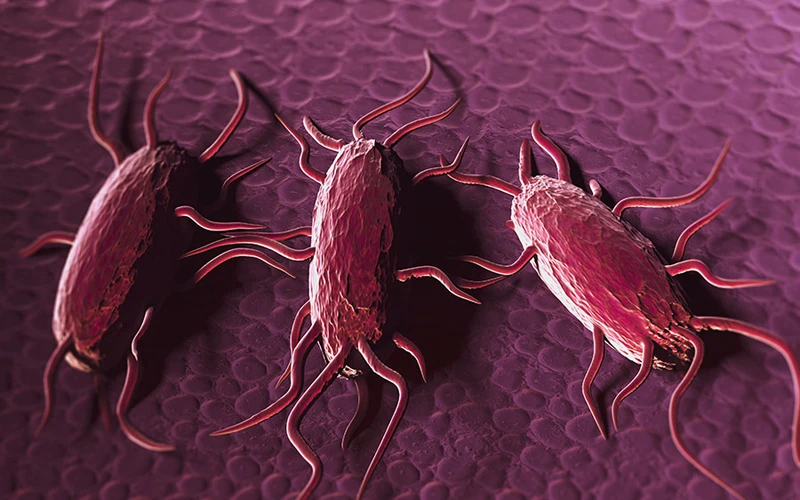 listeria ara 1
