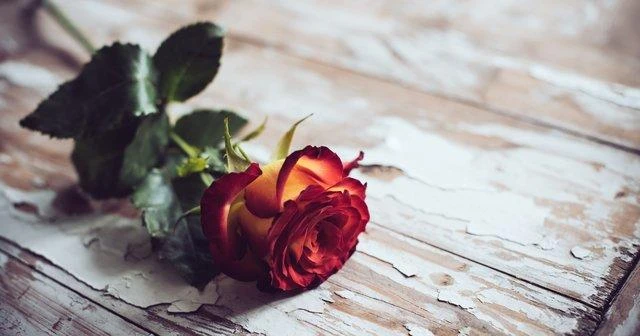 Gül Kurutmanın Püf Noktaları Nelerdir? 9 gul kurutmanin puf noktalari nelerdir