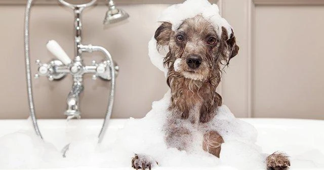 Köpeklerde Uyuz Tedavisi Bitkisel Doğal Uyuz İnsana Geçer mi 1 kopeklerde uyuz tedavisi bitkisel dogal uyuz insana gecer mi