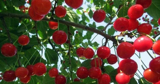 Vişne Çekirdeği Yağı Kullanıcı Yorumları Nasıl Kullananlar Memnun mu 6 visne cekirdegi yagi kullanici yorumlari nasil kullananlar memnun mu
