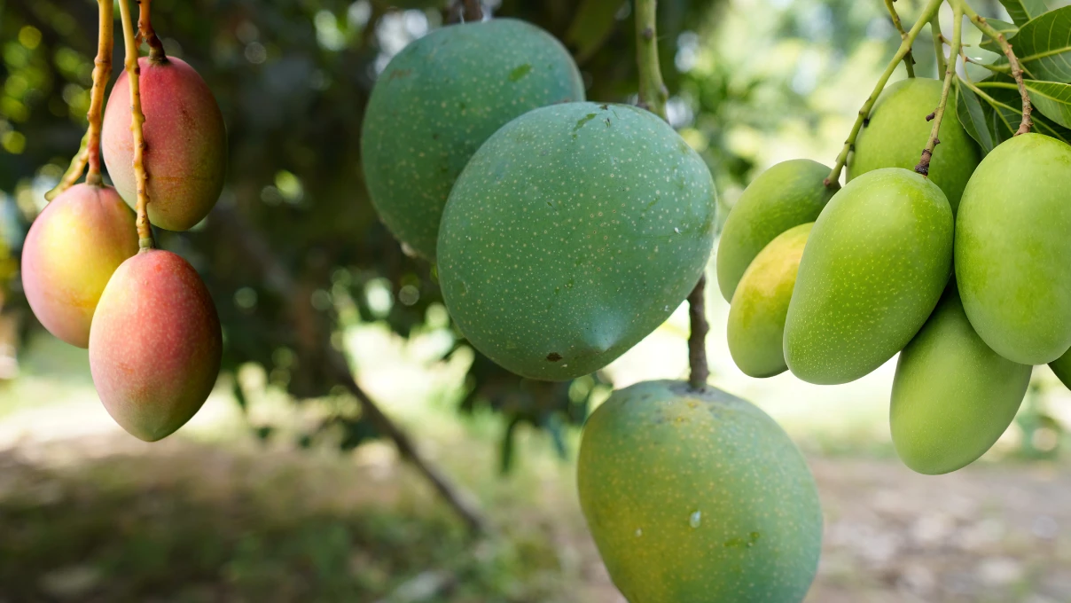 Asli 2025 12 29T151831.402