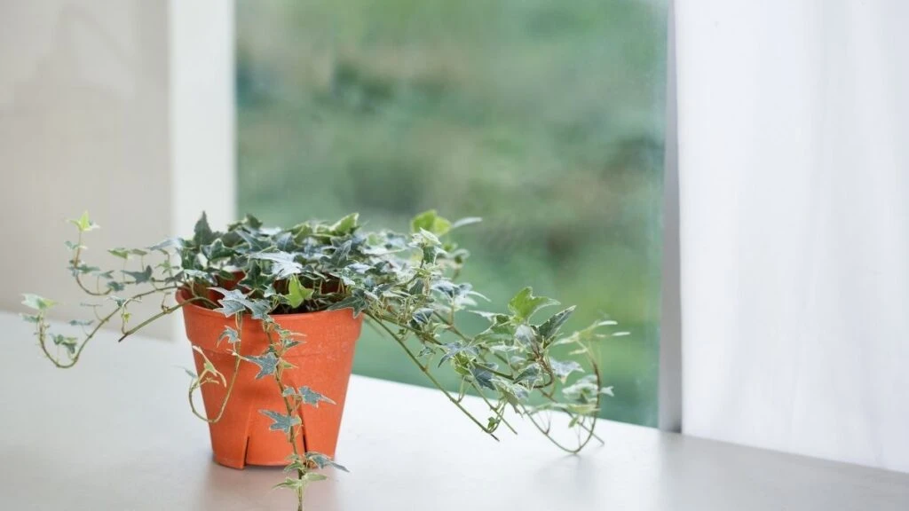 Bir bitkiden daha fazlası! İngiliz sarmaşığı 12 saatte havayı yeniliyor