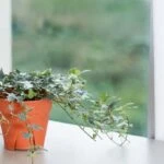 Bir bitkiden daha fazlası! İngiliz sarmaşığı 12 saatte havayı yeniliyor