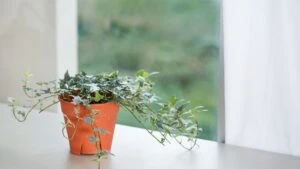 İngiliz sarmaşığı 12 saatte havayı yeniliyor!