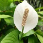 Evinizde koymanız gereken bitki! Mutluluğunuzu artıracak