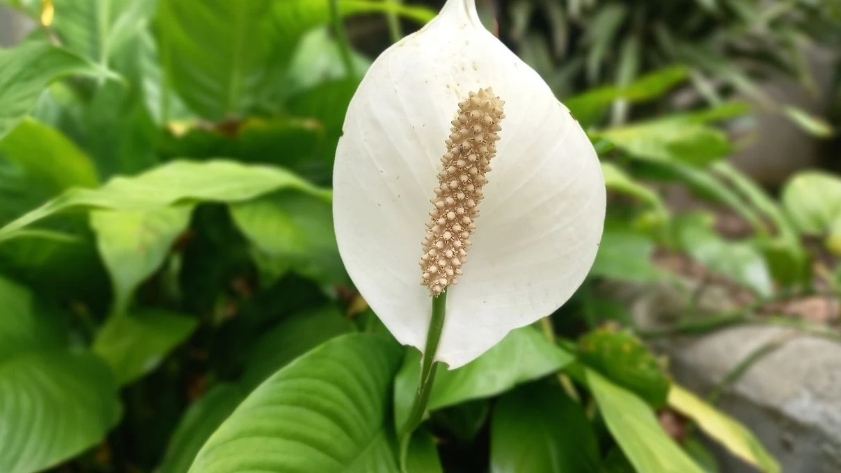 Evinizde koymanız gereken bitki! Mutluluğunuzu artıracak