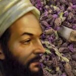 İbn-i Sina beynin süpürgesi dedi! Karabaş otu çayının faydaları