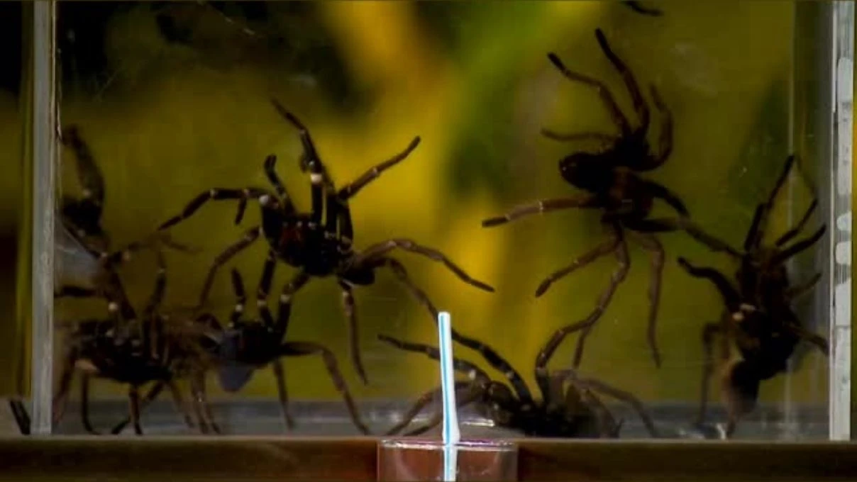 19 OCAK 2026 SURVIVOR ODUL CEZASI KORKUTTU