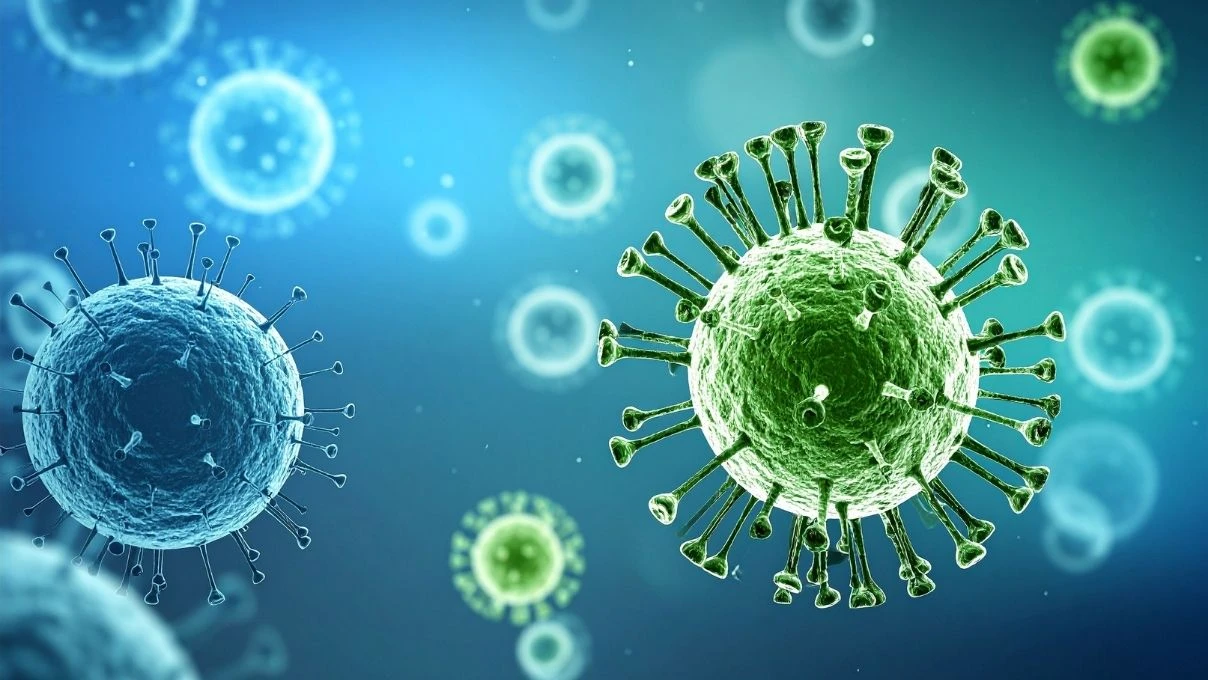 Nipah virüsü nasıl ortaya çıktı? Nipah virüsü kimlere bulaşıyor, ölümcül mü?