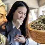 İbn-i Sina asırlar yıl önce temiz ciğerlerin sırrını vermiş! Mutfağa girmesi gereken ot