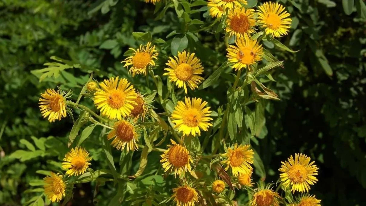 İbn-i Sina asırlar yıl önce temiz ciğerlerin sırrını vermiş! Mutfağa girmesi gereken ot 10 İbn-i Sina asırlar yıl önce temiz ciğerlerin sırrını vermiş! Mutfağa girmesi gereken ot