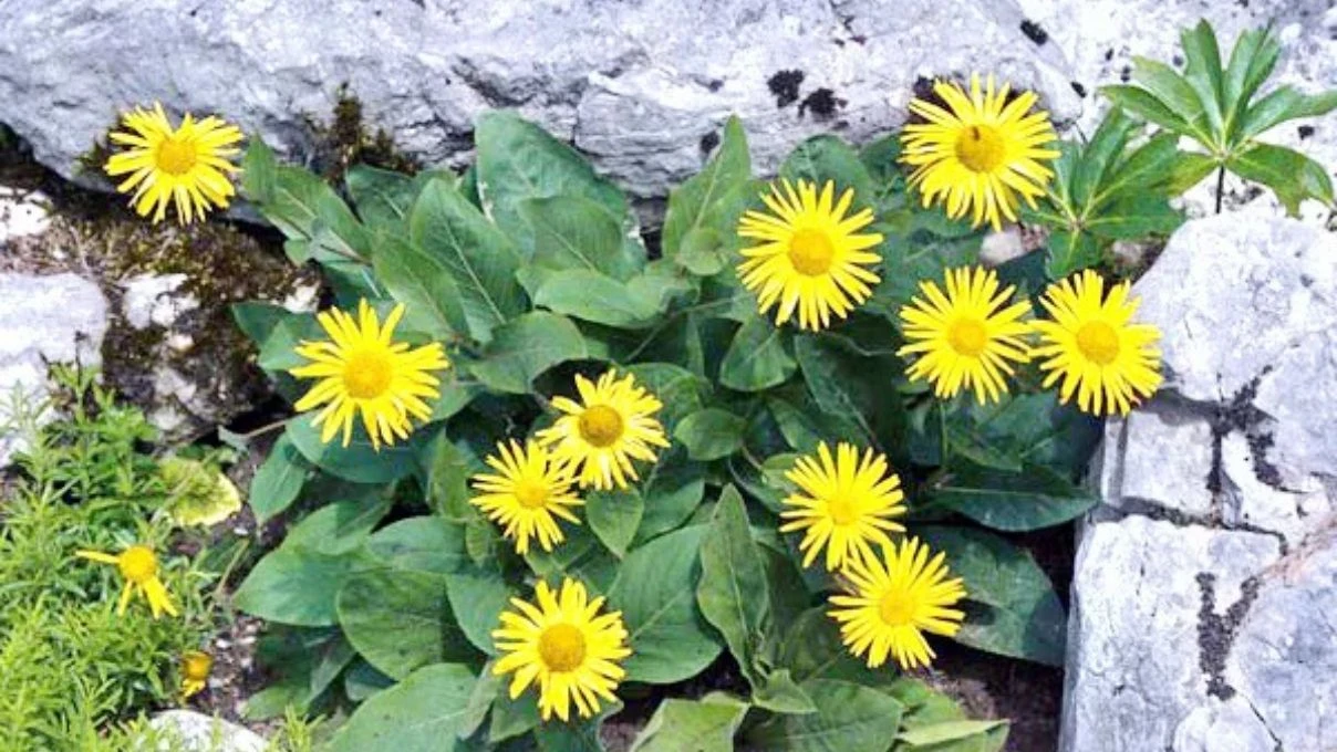 İbn-i Sina asırlar yıl önce temiz ciğerlerin sırrını vermiş! Mutfağa girmesi gereken ot 9 İbn-i Sina asırlar yıl önce temiz ciğerlerin sırrını vermiş! Mutfağa girmesi gereken ot