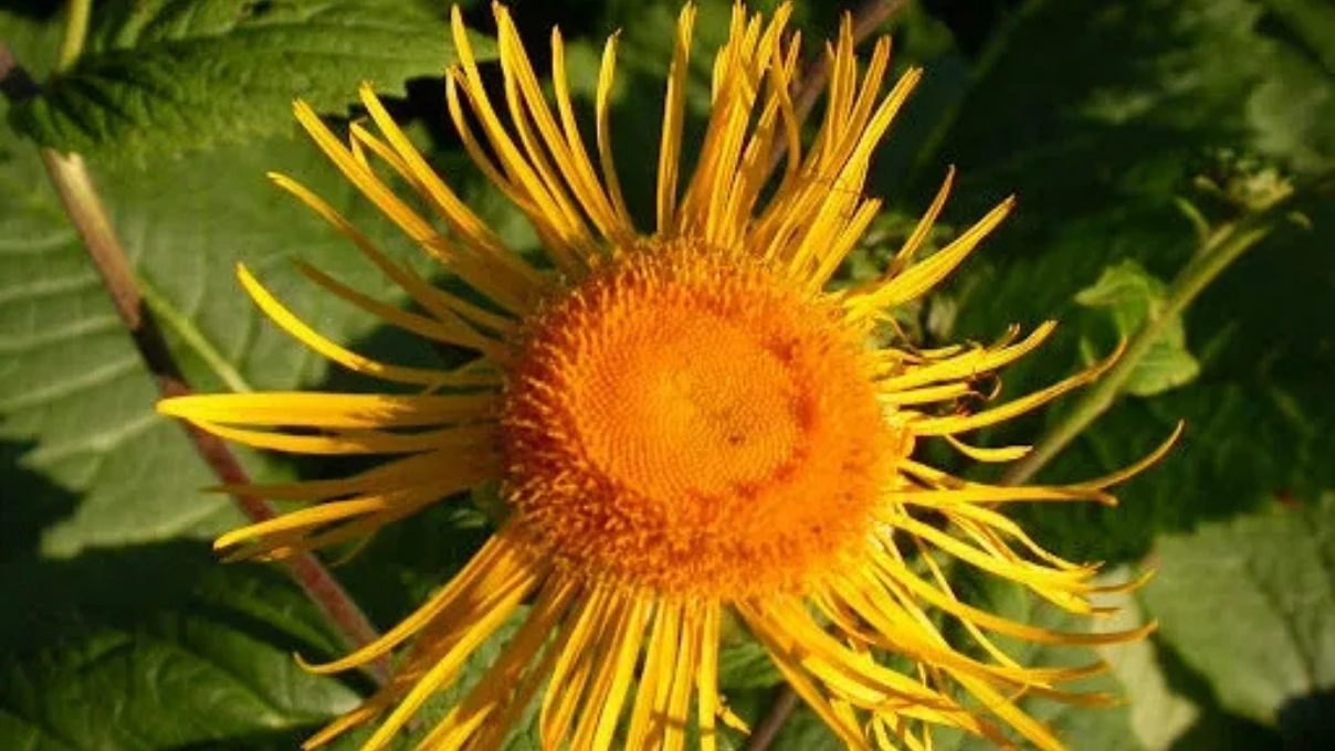 İbn-i Sina asırlar yıl önce temiz ciğerlerin sırrını vermiş! Mutfağa girmesi gereken ot 8 İbn-i Sina asırlar yıl önce temiz ciğerlerin sırrını vermiş! Mutfağa girmesi gereken ot