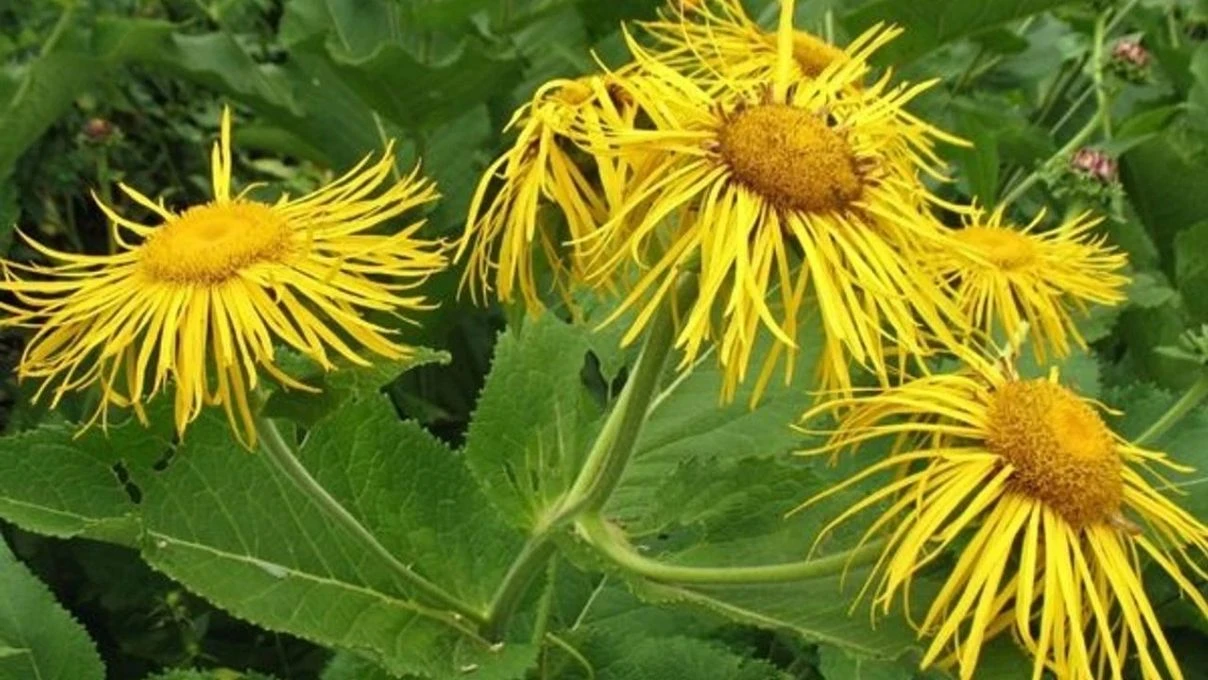 İbn-i Sina asırlar yıl önce temiz ciğerlerin sırrını vermiş! Mutfağa girmesi gereken ot 6 İbn-i Sina asırlar yıl önce temiz ciğerlerin sırrını vermiş! Mutfağa girmesi gereken ot