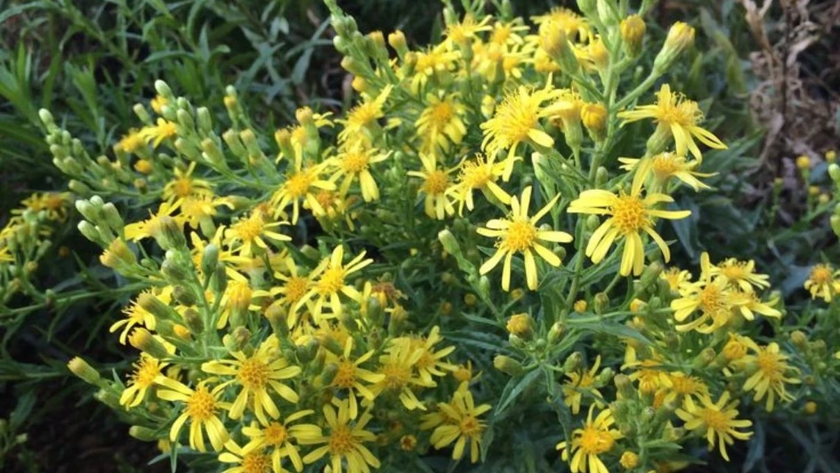 İbn-i Sina asırlar yıl önce temiz ciğerlerin sırrını vermiş! Mutfağa girmesi gereken ot 5 İbn-i Sina asırlar yıl önce temiz ciğerlerin sırrını vermiş! Mutfağa girmesi gereken ot