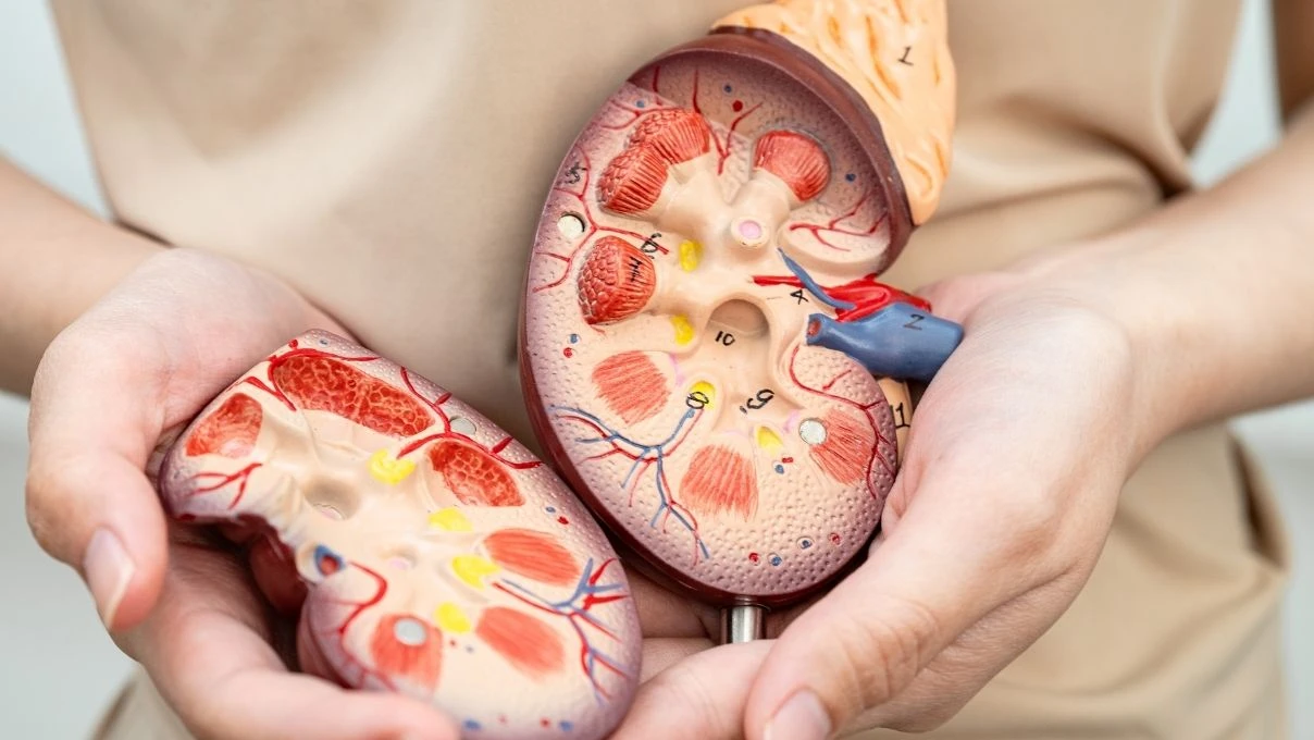 Organ nakli ihtiyacı her geçen gün artıyor! Metabolik hastalıklar organların kaybolmasına neden oluyor