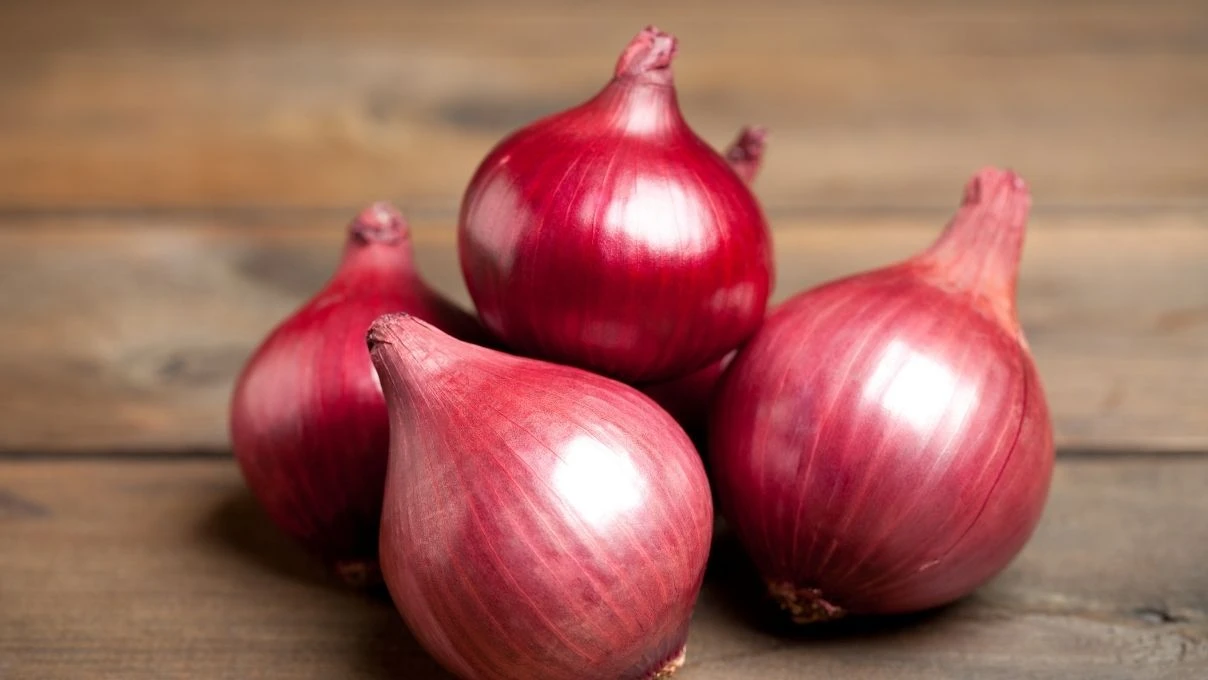Kulak içi iltihabını bitiren soğan şifası! İbn-i Sina’nın kitabından