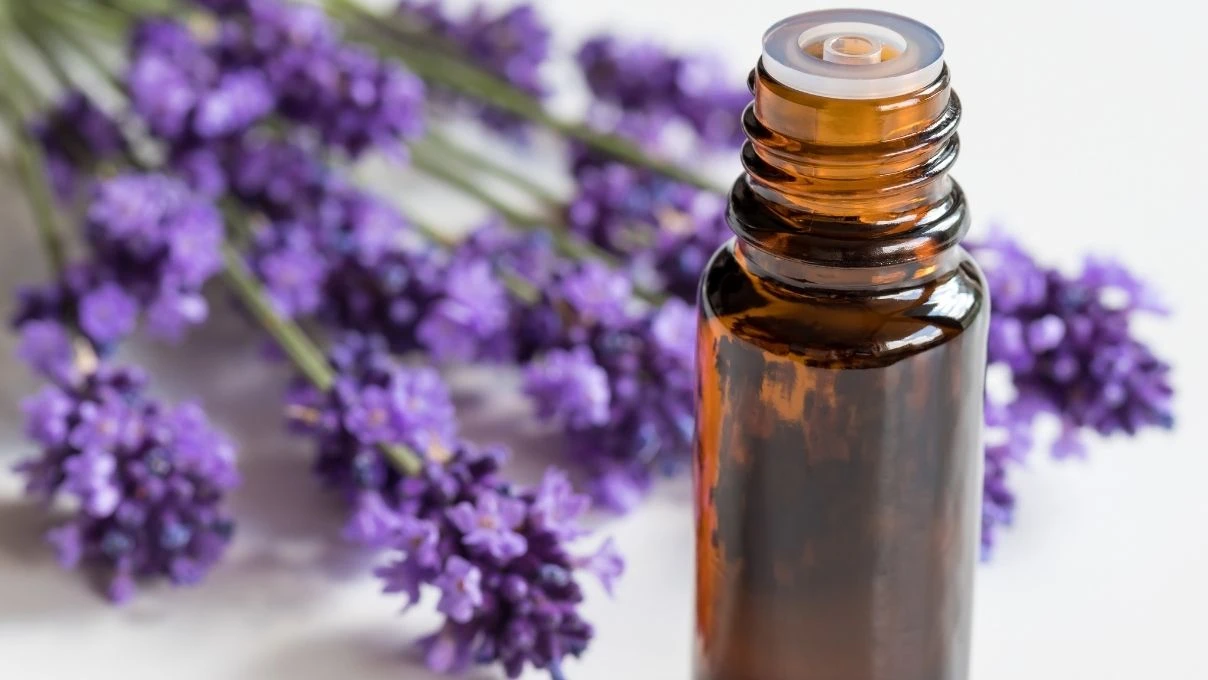 Göbek deliğine bir damla lavanta yağı dökün! Sonuçlara inanamayacaksınız