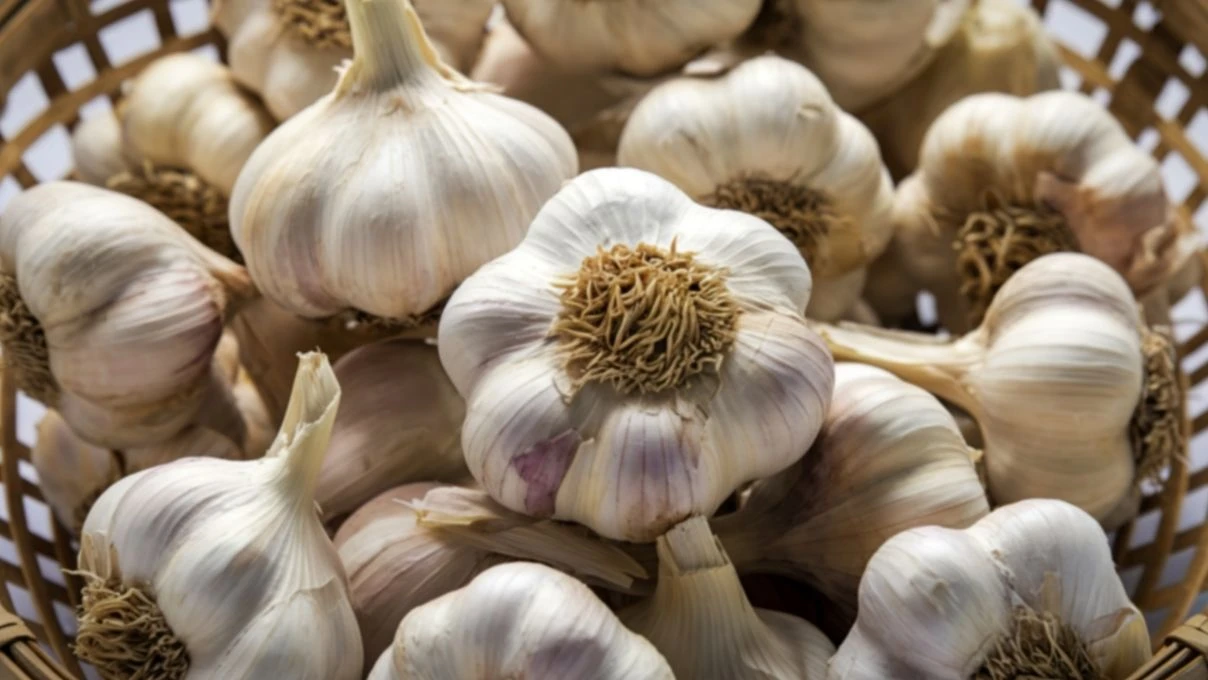 Sarımsak alırken dikkat! Diyetisyen Büşra Çalışkan Çin sarımsağı konusunda uyardı