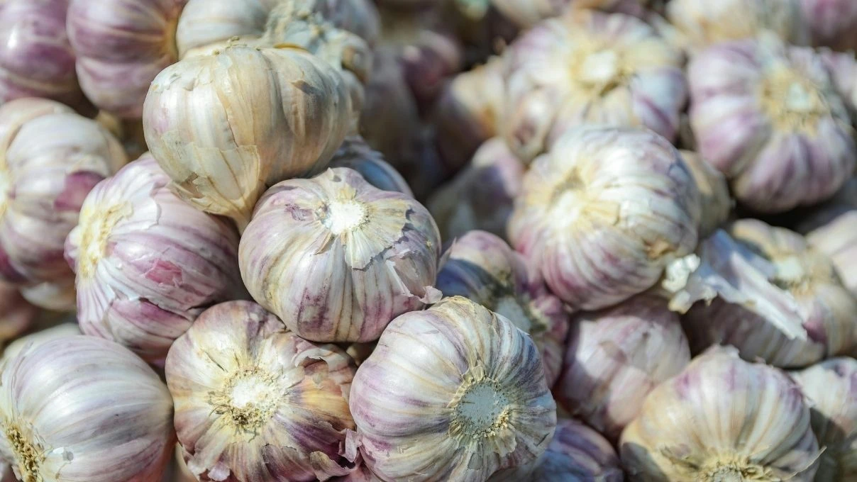 Sarımsak alırken dikkat! Diyetisyen Büşra Çalışkan Çin sarımsağı konusunda uyardı