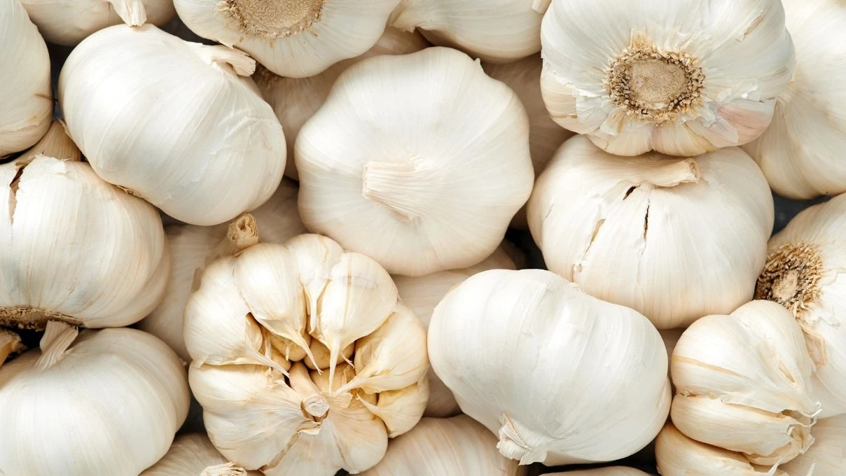 Sarımsak alırken dikkat! Diyetisyen Büşra Çalışkan Çin sarımsağı konusunda uyardı