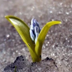 80a0fa03 gj55ab83o9lon3ga9rkqks