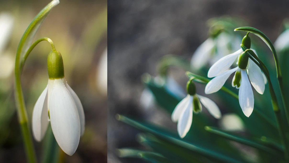 Asli 2026 02 12T115153.024